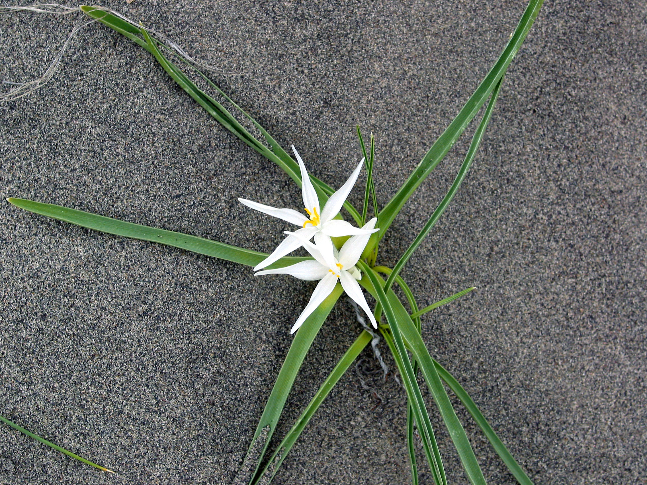 sand lily, star lily, mountain lily (Leucocrinum montanum)